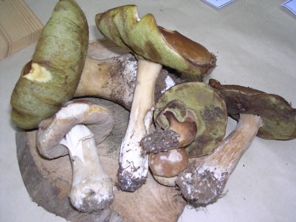 BOLETUS ERYTHROPUS